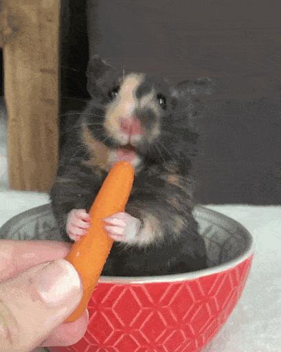 养仓鼠新手要注意的几个,养仓鼠要记住的几件事