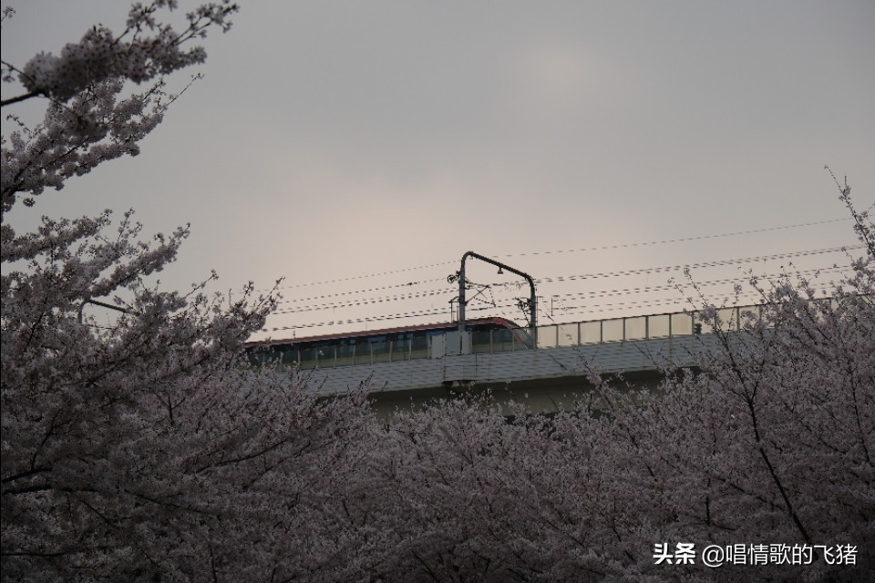 中国最美樱花观赏,上海虹口足球场最浪漫樱花