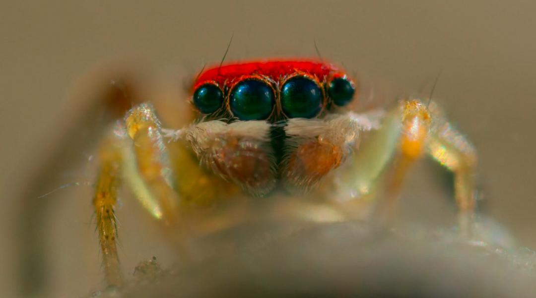 豆瓣9.6！娃刷到停不下来，还能看出人生大道理