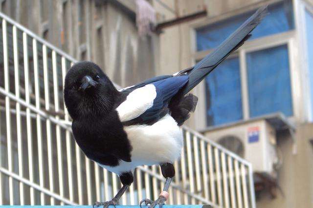 为什么喜鹊被称为报喜鸟呢,喜鹊是报喜鸟吗