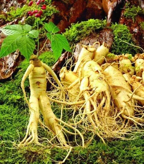 西洋参跟人参的差别图科普,西洋参和人参区别科普