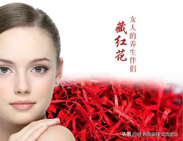 女性喝藏红花茶有什么好处和坏处,藏红花对女性的妇科有什么好处