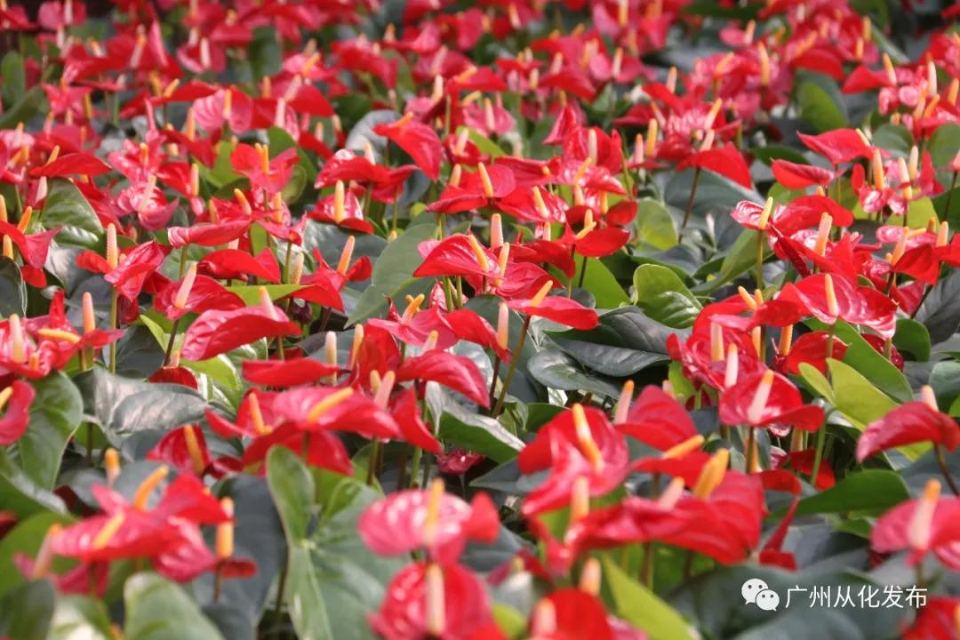 广州花市蝴蝶兰销量,花卉销量