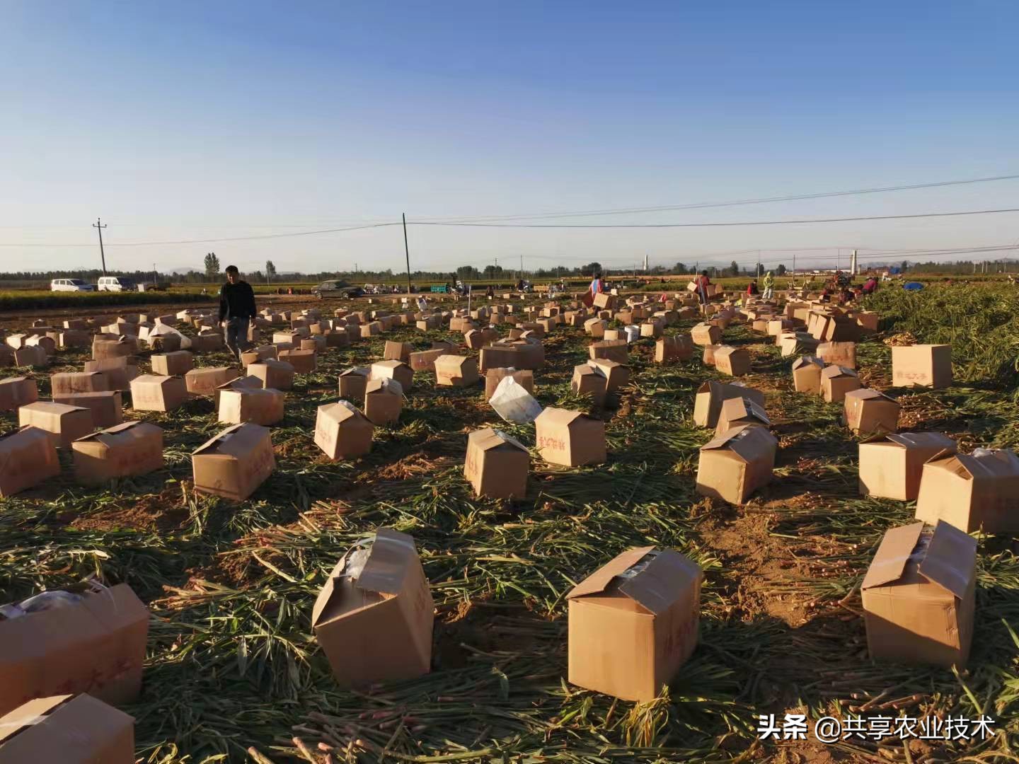 2021年大姜之赌：种姜时赌青苗，青苗时赌圆头，圆头时赌窖储