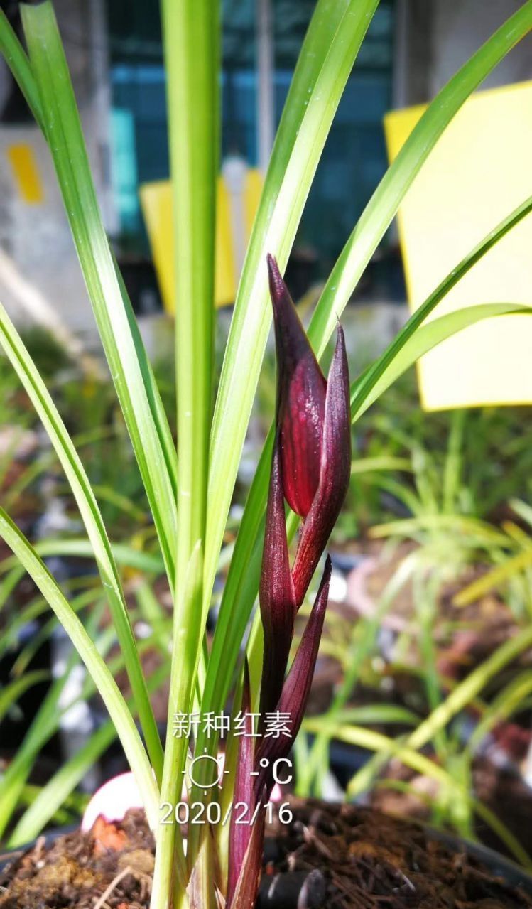 四川与贵州交界之地下山的一颗春兰红素三星，后来成为传世极品