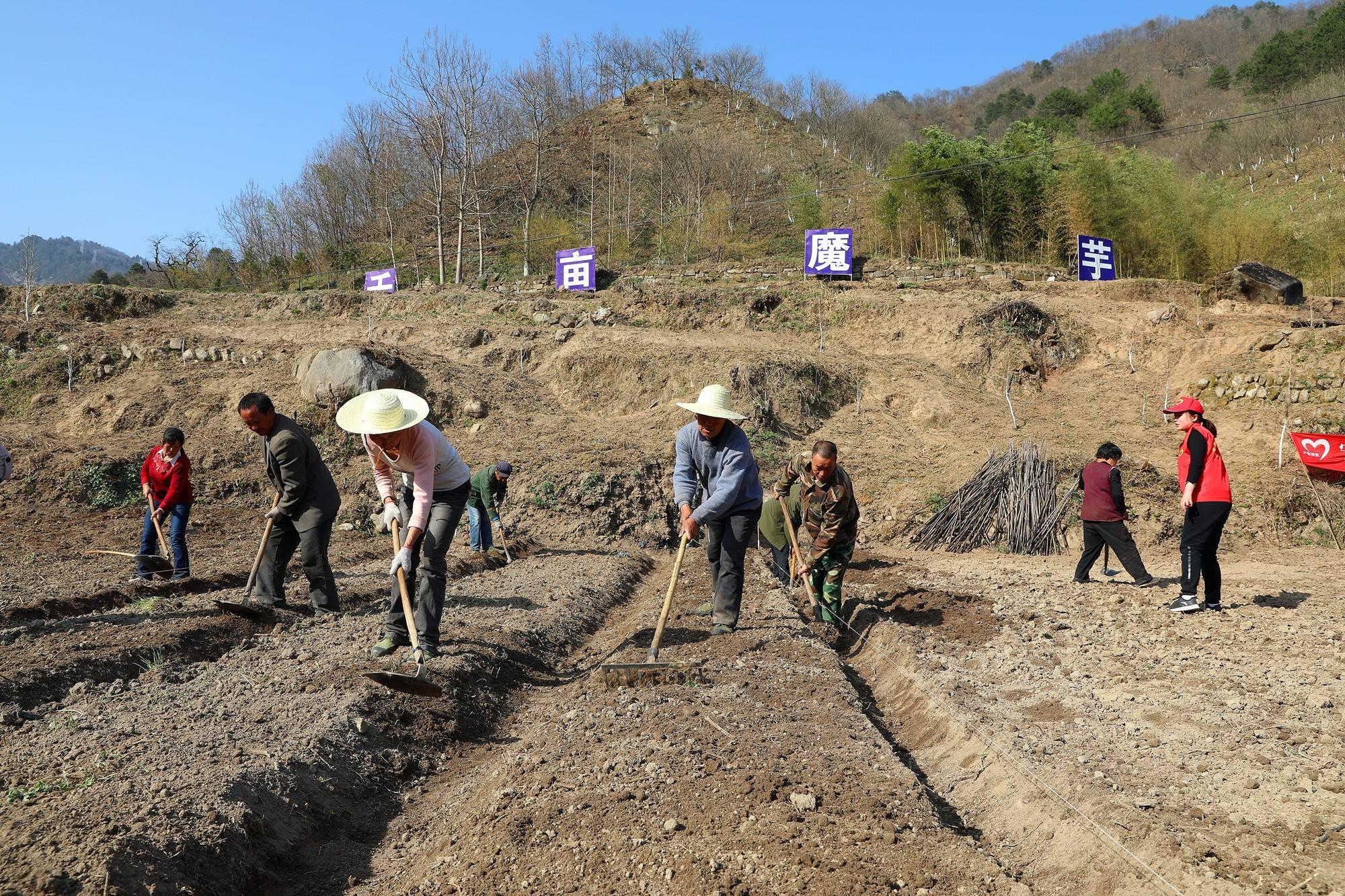 魔芋种植与前景分析图,魔芋种植技术与销路