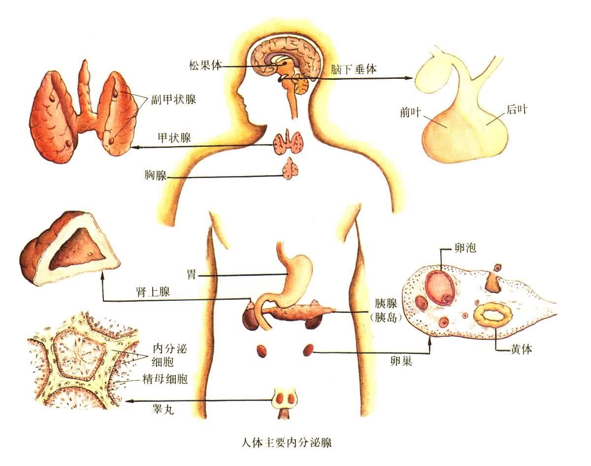 老年女性骨质疏松需要补充激素吗,老年女性骨质疏松吃什么雌激素