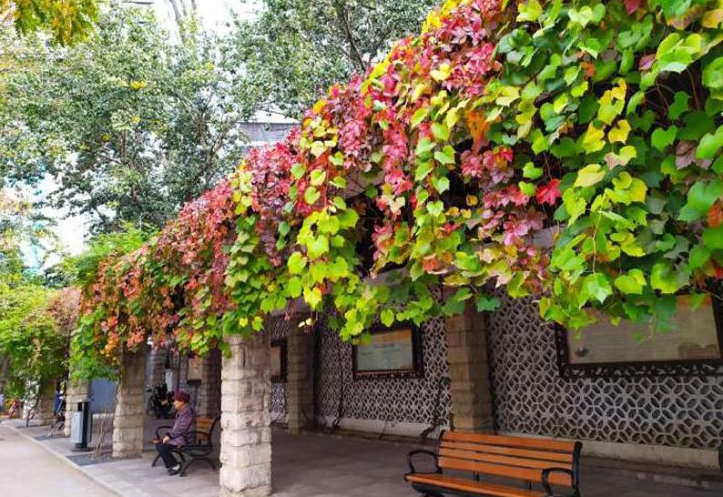 曾是高架桥下的常客，如今已“爬”满全城，爬山虎不会腐蚀建筑吗