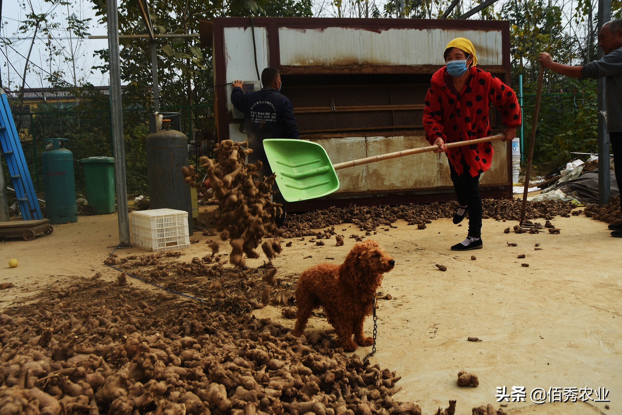 种植中药材一亩赚10万,90后回村种植中草药一年净赚240万