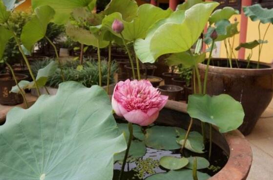 废弃水缸多肉植物造景,坛子种碗莲怎么种好看