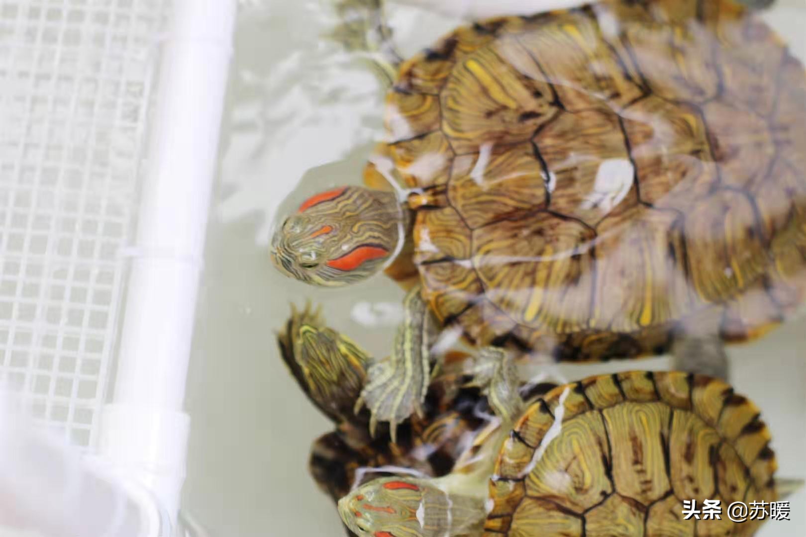 红耳巴西龟怎么养最简单的,养巴西龟的正确方法图解