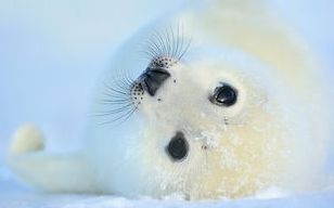 野生动物法规定哪些动物不能吃,现在规定哪些野生动物不能吃