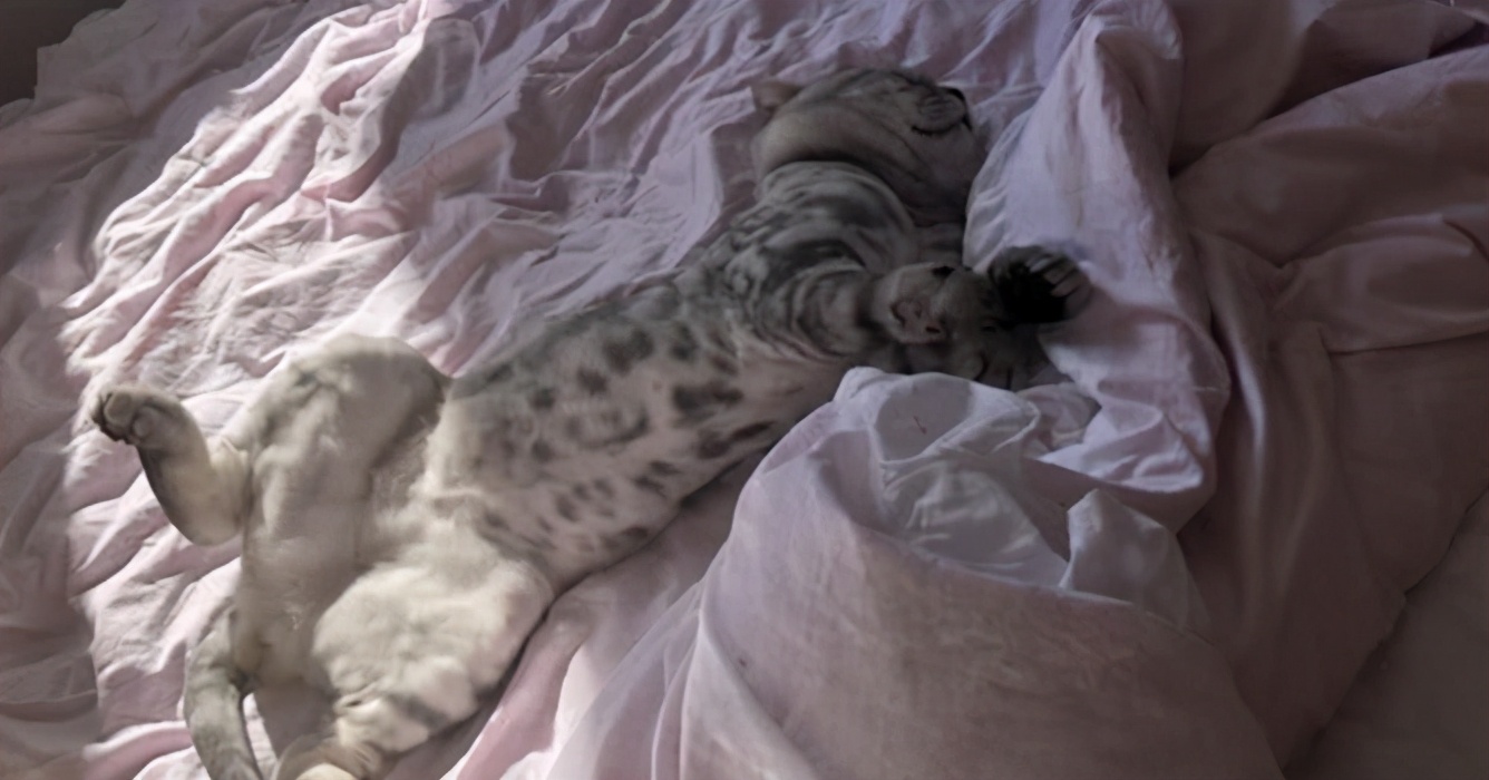 虎斑猫掉毛严重为什么,虎斑猫剃毛后长出来的颜色