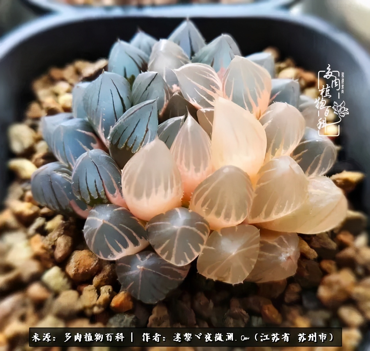 围观多肉版武林大会，一起穿越吧,下