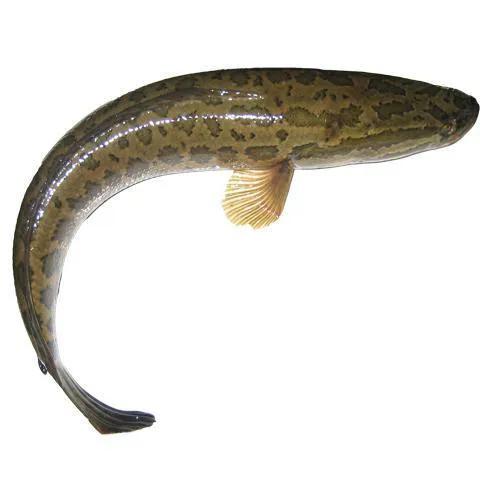 青鱼草鱼鲢鱼鳙鱼被称为四大家鱼,草鱼青鱼鲫鱼三种鱼外表怎么区分