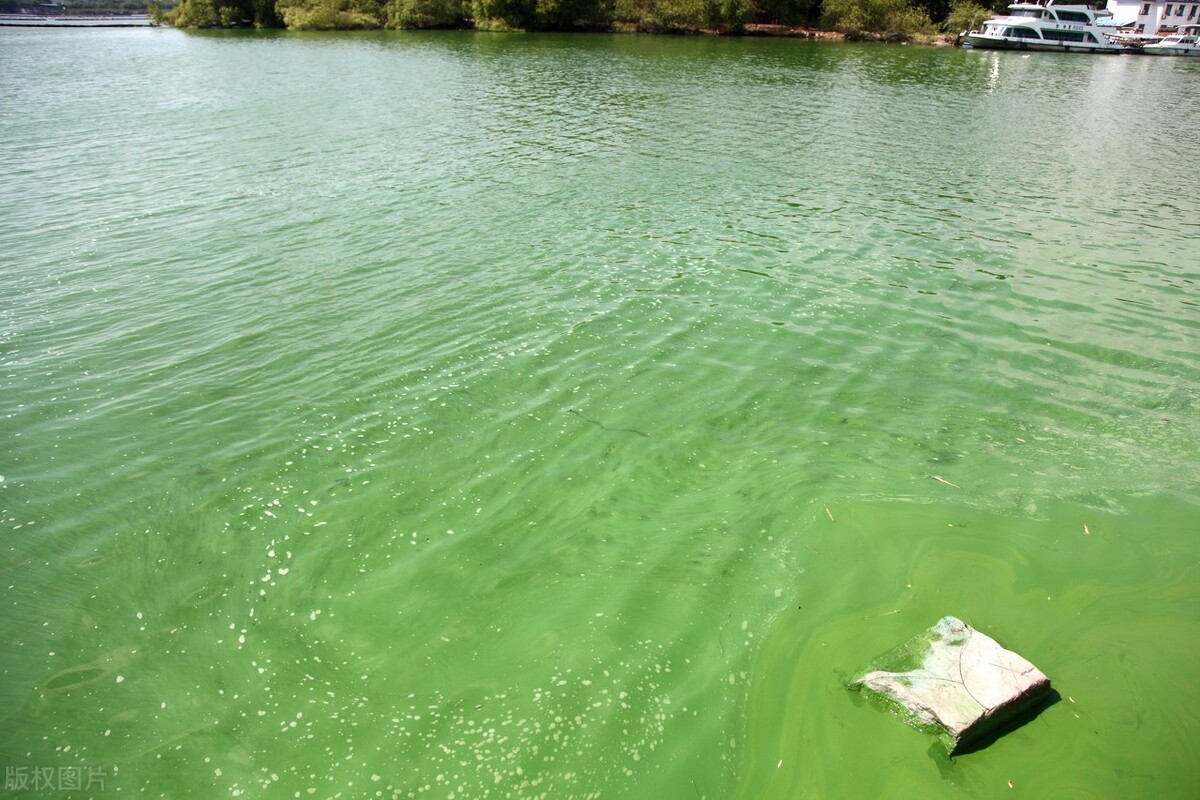 蓝藻爆发的正确处理方法,蓝藻爆发的最佳治理方法