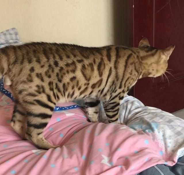 我想养只猫养什么猫好呢,养猫养什么猫好而且便宜