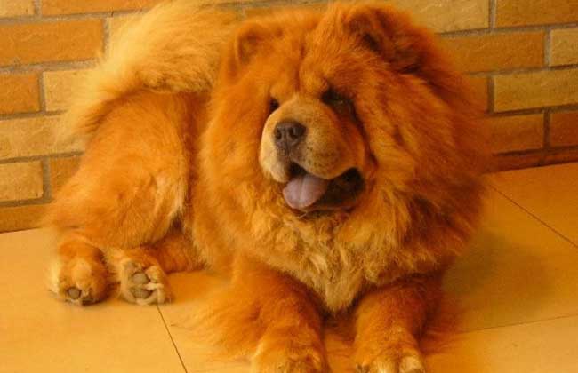 松狮犬是短鼻犬吗,微笑之狗