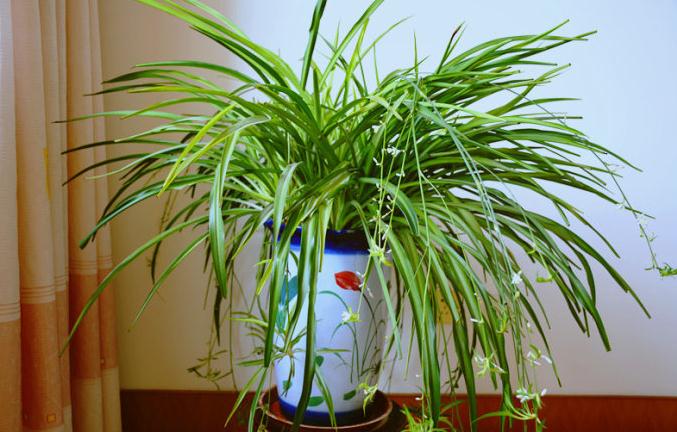 养什么花可以预防甲醛,能吸甲醛的花有哪些室内盆栽