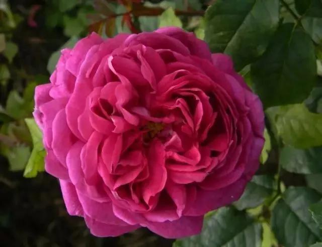 101种玫瑰品种科普你都认识吗,100种玫瑰品种科普你都认识吗