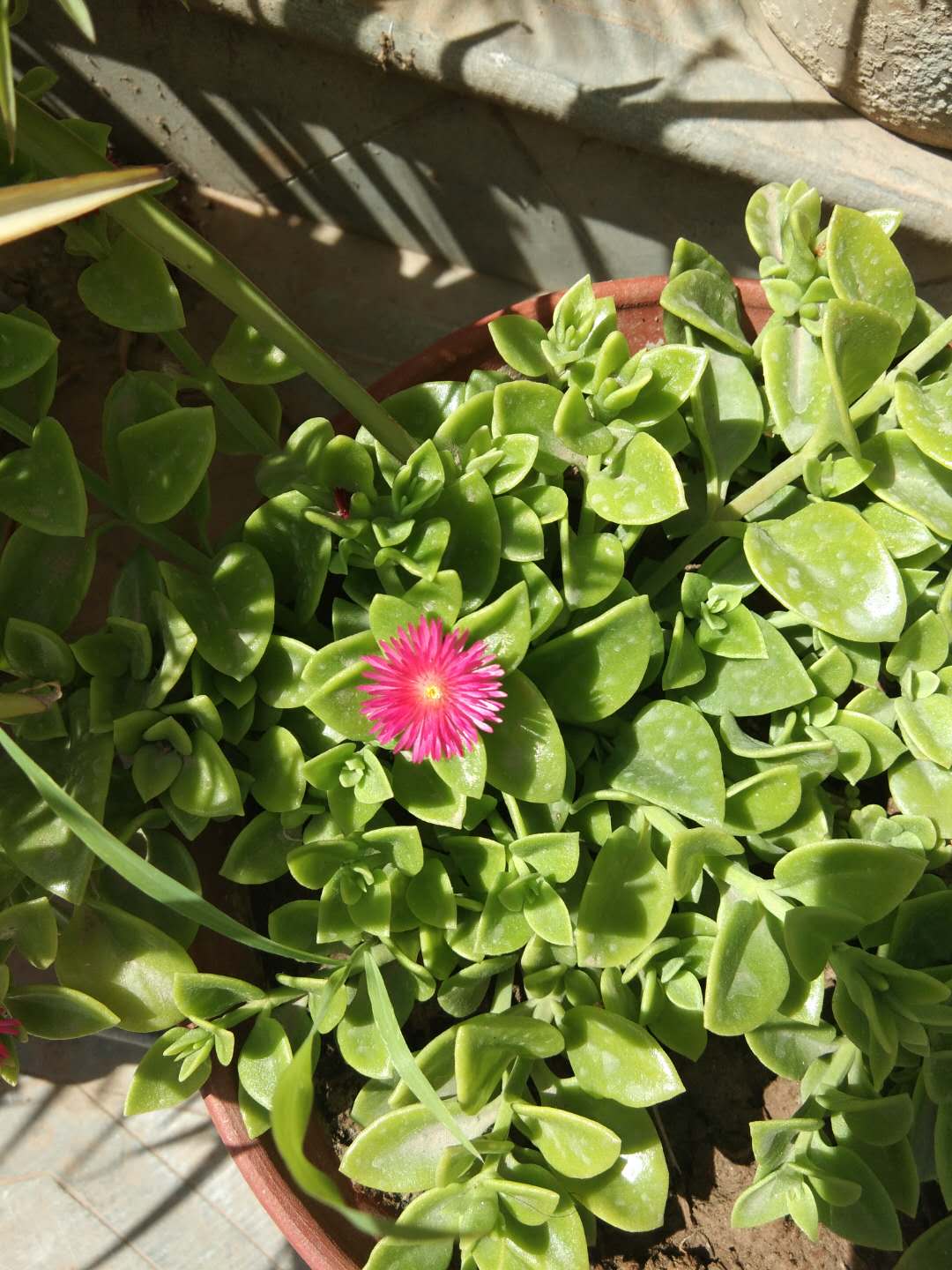 5种公认好养的花颜值不输牡丹,比牡丹好养又好看的花