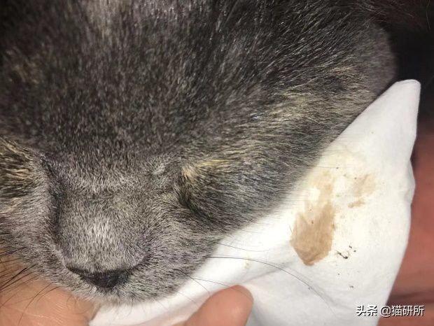 每天15分钟，医生手把手教你做17项猫咪全身检查