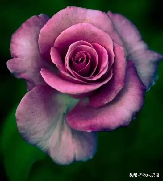 明日七夕，777幸福花送给群里所有的朋友，谁打开，谁幸福