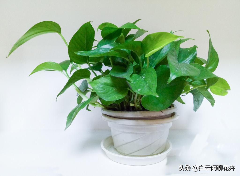 像绿萝一样很耐阴好养的室内植物,有没有像绿萝那样耐阴的植物