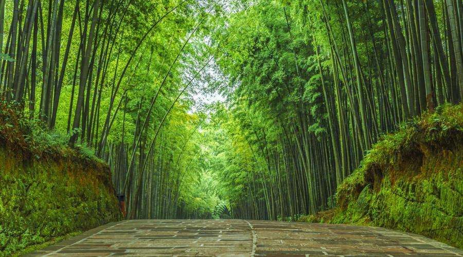 炎炎夏日，翠竹的眼泪“鲜竹沥液”，能当饮料喝吗