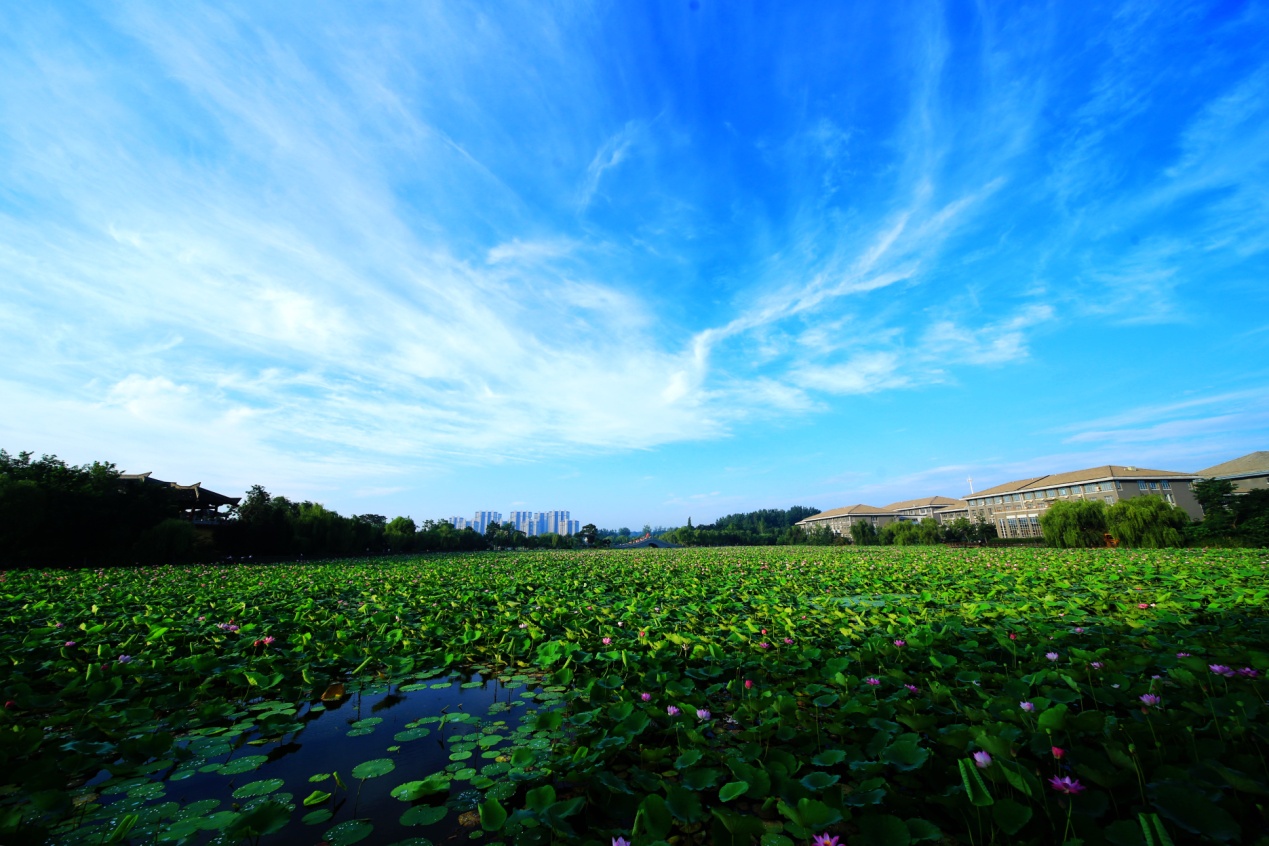 沛县荷花,沛县荷花湿地