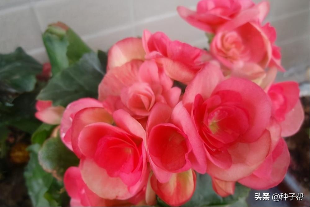 四季海棠开花后怎么处理谢的花,四季海棠每年什么时候发芽开花