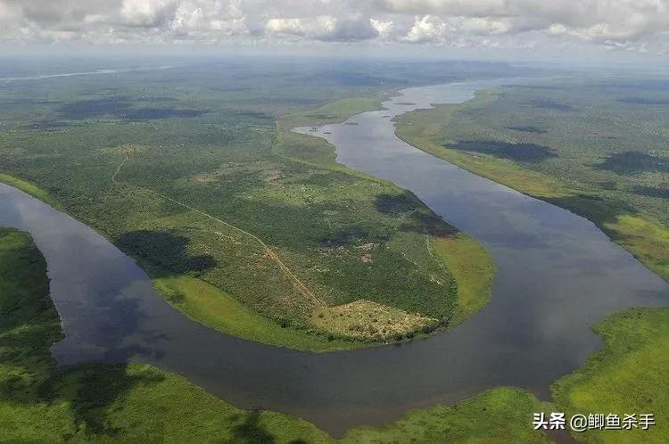 亚马逊河里面的最厉害的电鳗,为什么电鳗没能称霸亚马逊河