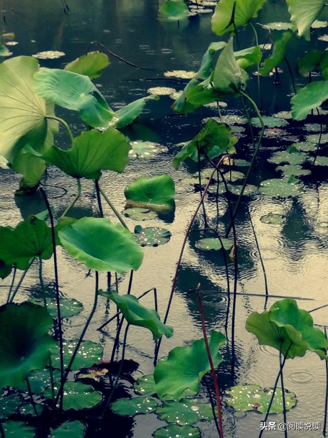 莲真的出淤泥而不染吗,出淤泥而不染的莲图片