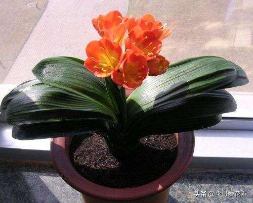 家里适合养的十种花和植物,家里养3种花一年四季开花不断