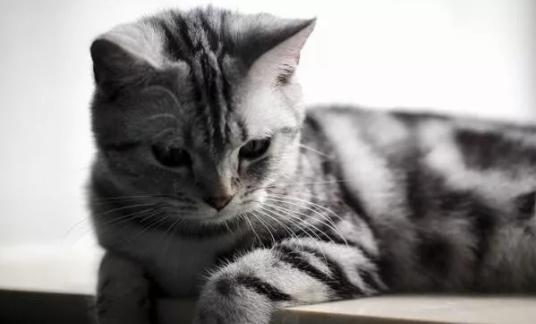 常见宠物猫的品种及价格大全,世界上最大的宠物猫品种