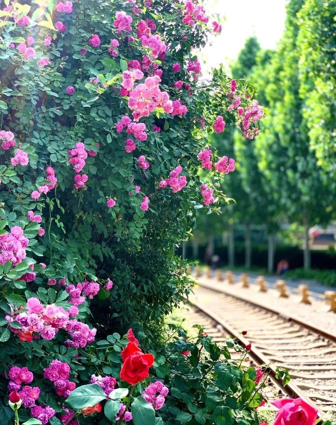 缃戝弸鍒嗕韩鍖椾含璧忚姳鎸囧崡,鍖椾含璧忚姳鎸囧崡