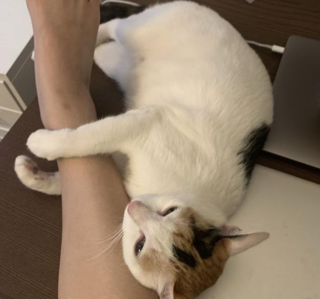 养的猫咪死了真的还能再相遇吗,经历了猫咪生病去世你还想养猫么