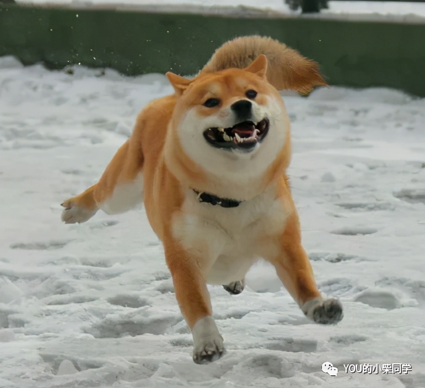 想买柴犬怎么才比较靠谱,购买柴犬有哪些坑如何避免