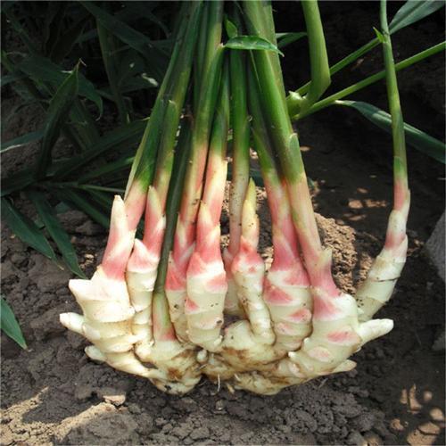 生姜养人的正确方法,生姜养人的方法