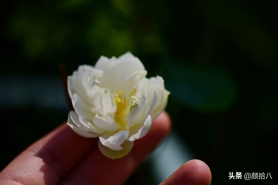 碗莲种藕生长到开花全过程,碗莲种藕到开花的过程