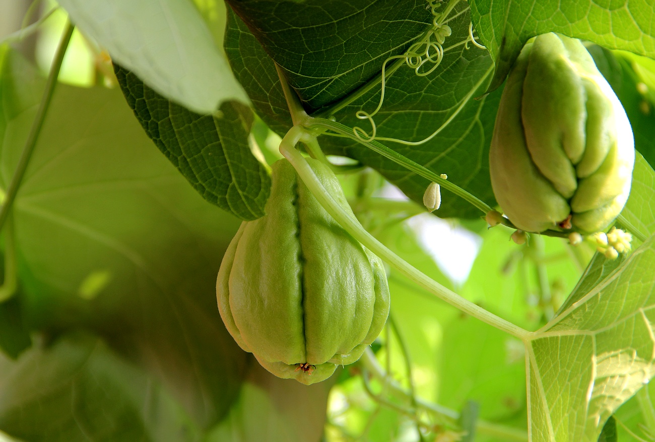 营养价值高且种植难度高的蔬菜,这十种蔬菜千万要注意了