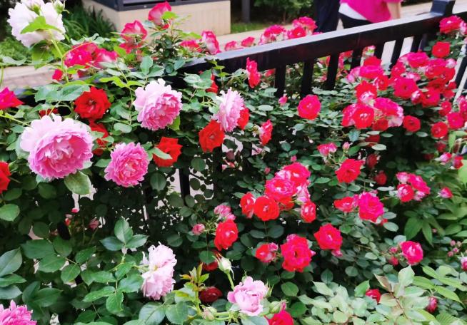 养花大全100种植物,养花100种