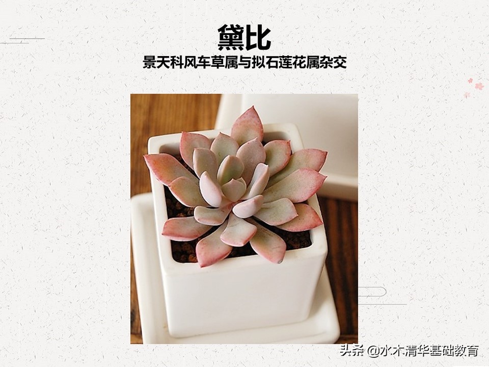 梦幻女王多肉植物百科图谱,原产地多肉植物图谱pdf