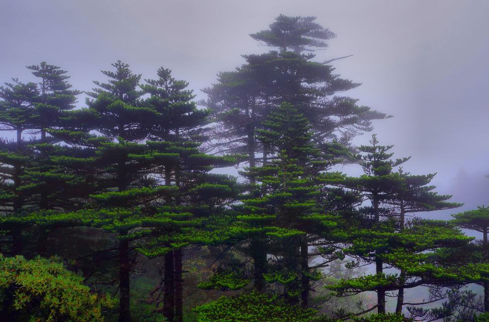 绿竹猗猗，有匪君子？为何古人喜爱用竹、松比喻人的高贵品格