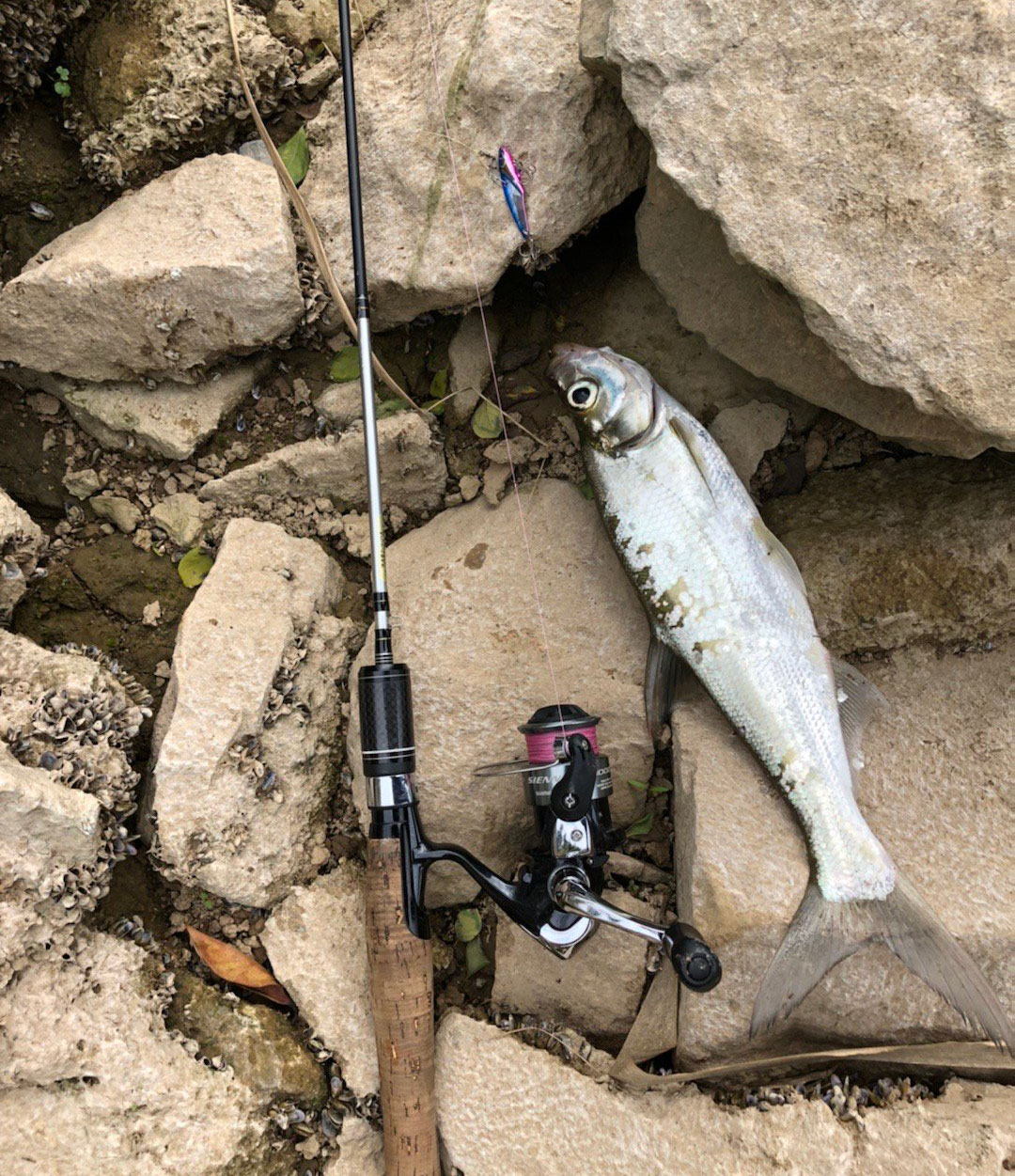 路亚入门路亚如何才能钓到鱼,淡水路亚怎么钓中鱼率高