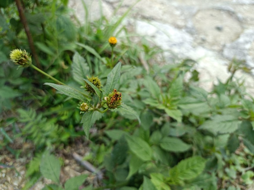 鬼针草功效与作用及禁忌图片,农村鬼针草有什么功效