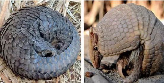 自然探秘动物世界,自然探秘所有动物视频