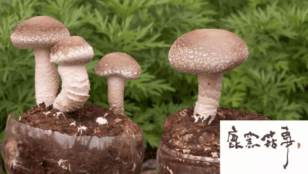 创意农业和休闲农业,传统农业遇到文化创意