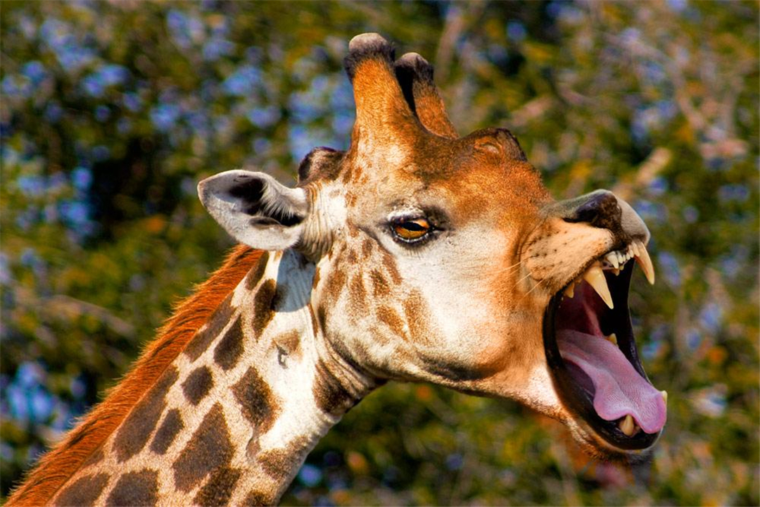 长颈鹿是由腕龙进化来的吗,长颈鹿是怎么进化来的