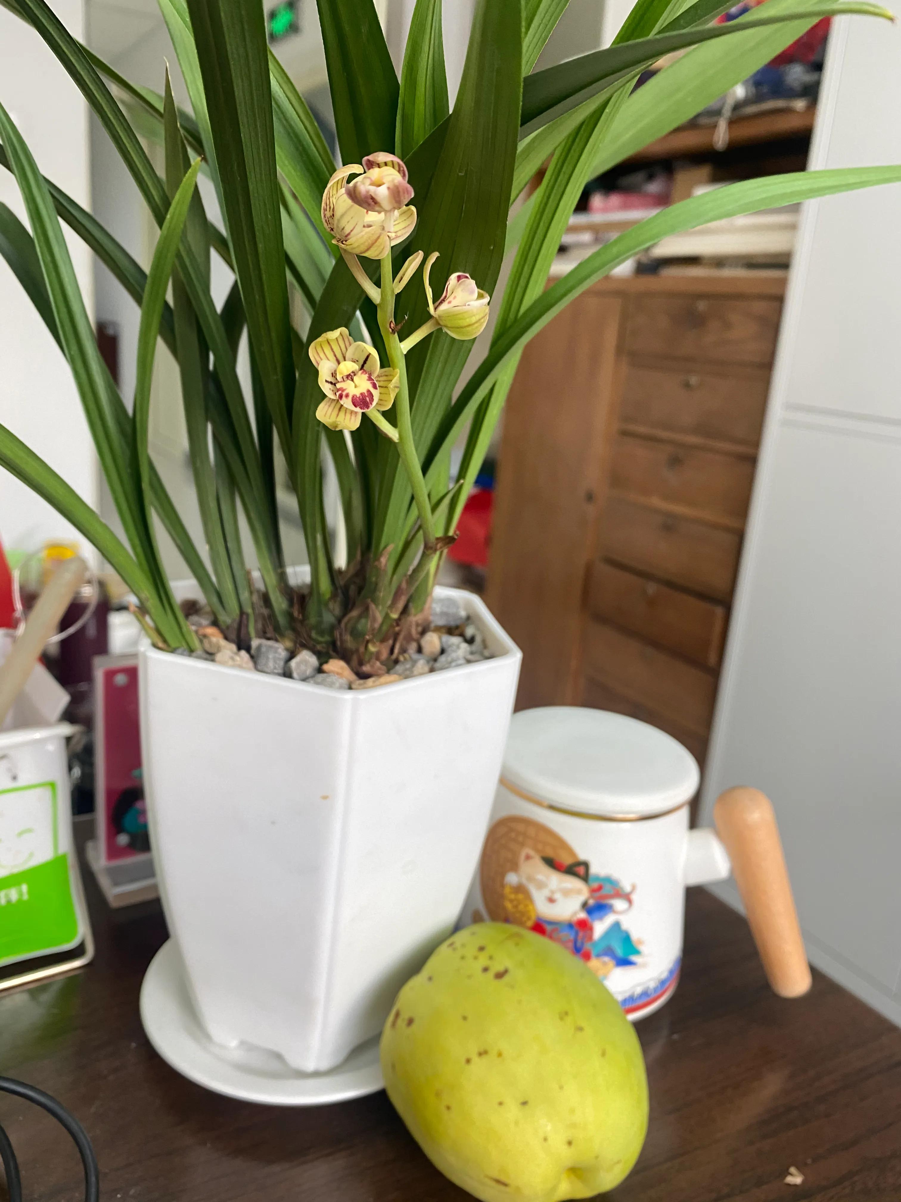 国画写意兰花作品图片欣赏,国画兰花欣赏精品